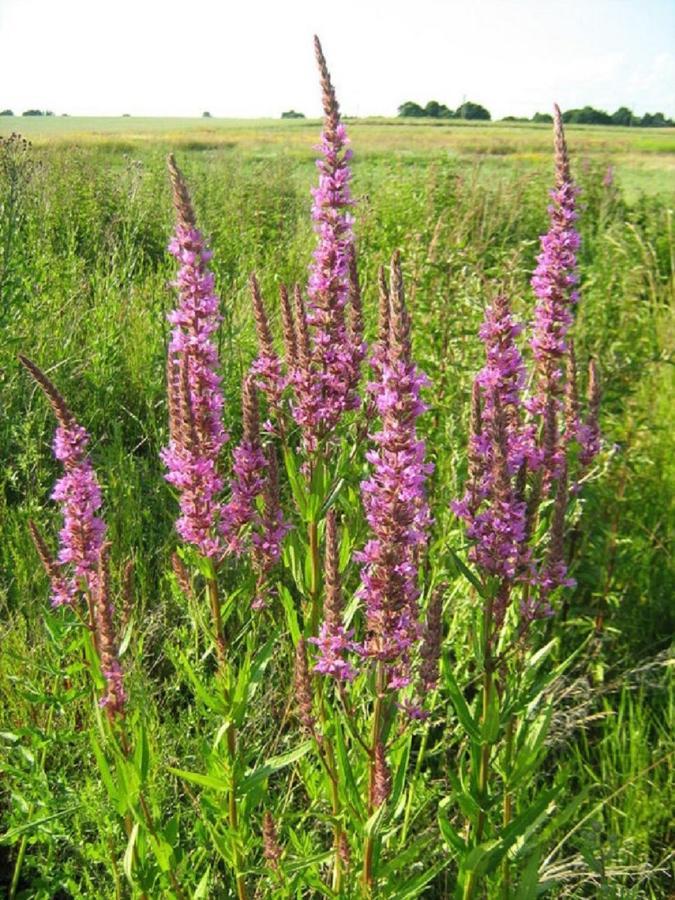 Fewo Im Naturschutzgebiet Hiddenhausen Ngoại thất bức ảnh